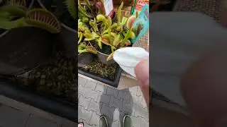 Цветок который ест мух