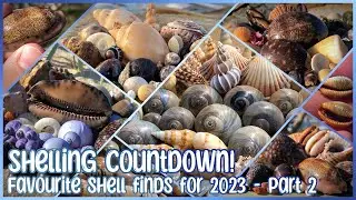 Shelling Countdown - Favourite Shell Finds of 2023 | Part 2