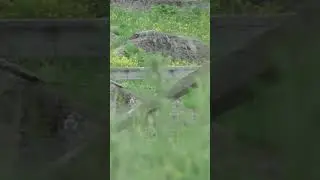 Smoked! #huntshootlive #groundhogs #groundhoghunting #pestcontrol #killshot #hunting #huntlife