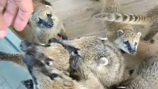 Носухи и Капибара 🥰 Парк Миниатюр