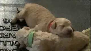 Poodle Puppies Day 5 #shorts  #short