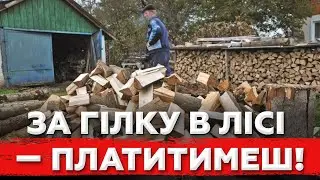👉 Shock! Ukrainians have been banned from collecting firewood — even dead wood!
