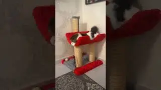 ПРЫГУЧЕСТЬ НА МАКСИМУМ 😅