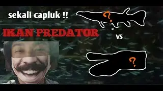 NGASIH MAKAN IKAN PREDATOR | ALIGATOR VS HUJETA GAR