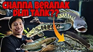 TERJAH BRO AMRI // BREEDER WILD BETTA TERKENA RACUN CHANNA 💪
