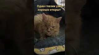 Вера в доброту к человеку 🙏 #помощьбездомнымживотным