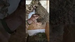 Козьи будни#жизньвдеревне#рептухдлякоз#нубийскаякоза