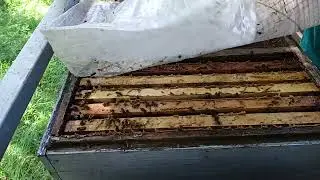 что в отводках со средне русскими матками