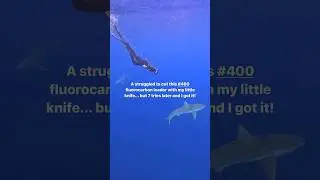EPIC Fishing Line Removal By Safety diver, Faith! 🤩 #savesharks #fishingline #humanimpact #a