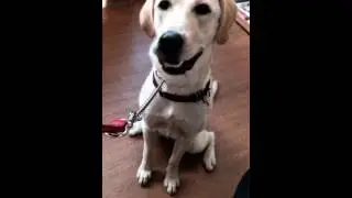 MyTalkingPet
