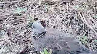 mikat burung perkutu super mantap pikat