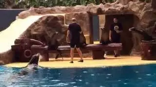 Представление с морскими котиками в Loro Park ( Тенермфе)