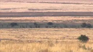Searching for the Gemsbok Week 2 P2