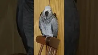 Мишка косолапый а вотачка идёт.Козел!