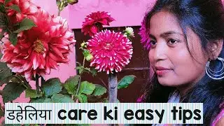 डहेलिया care ki easy tips