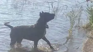 Собака плавает как дельфин🌊🐬🌊И грызет палки ,как семечки 🦮
