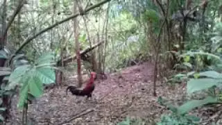 Part3 PIKAT AYAM HUTAN BAGAYKAN KILAT DATANGNYA