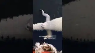 BUAYA GAYA TELENTANG 