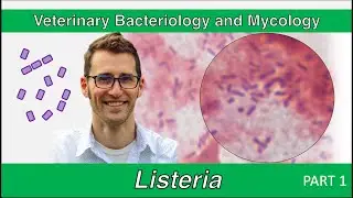 Listeria (Part 1) - Veterinary Bacteriology and Mycology