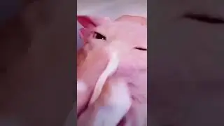 Bingus Bath🐈