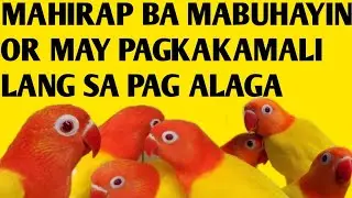 ITU ANG DAHILAN BAKIT NAMAMATAY ANG INAKAY LALO NA ANG RED EYE