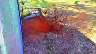 Cow Pie Explosion