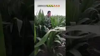 #кукуруза #limagrain #manaiagro #LG30444