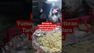 SERAMALAR VE DİĞER KÜÇÜK IRKLAR İÇİN YUMURTA VERİMİ ARTTIRAN TARİF YORUMLAR DA YAZILI