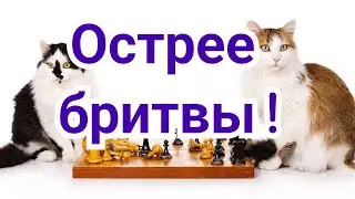 1)  Вейк ан Зее,2024,     ТАТА СТИЛ.