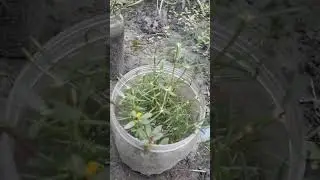 প্লাস্টিক টবে ফুল গাছ