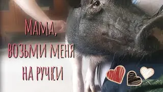 Ласковая хрюшка, контактный поросёнок