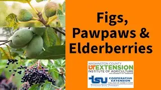 Less Common Fruits for the Backyard: Figs,  Elderberries, Pawpaws