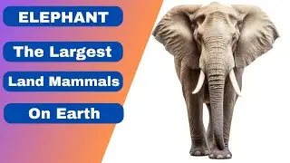 Elephants Are The Largest Land Mammals Living On Earth | Beastie Beasts