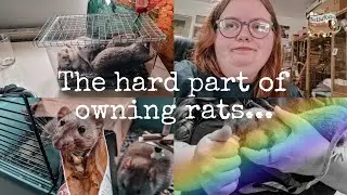 A Hard Week in the Life of a Rat Keeper | multiple losses❤️‍🩹, surgeries😬 & failed intros😡