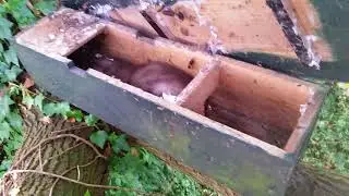 Stone Marten Makes Giant Leap After Opening Little Owl Nestbox
