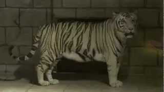 2012 Houston's White Tigers of the Maharaja's Temple at the Downtown Aquarium
