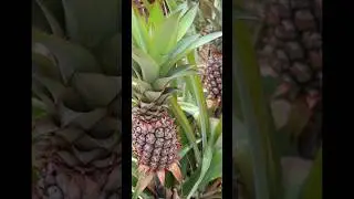 Pineapple growth time #pineapple #fruit #youtubeshorts  #youtube