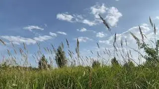 Звуки летнего луга . Стрекот сверчков .Crickets chirping