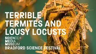 Terrible Termites and Lousy Locusts – Presentation and Live Chat with Dr Sofia Hirscher