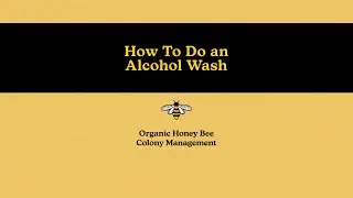 Organic Honey Bee Colony Management: How To Do an Alcohol Wash