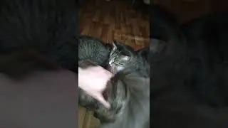 Ребята соскучились Приют для бездомных кошек и котов в городе Кронштадт ❤️⚓🤗#кронштадт #котобанда