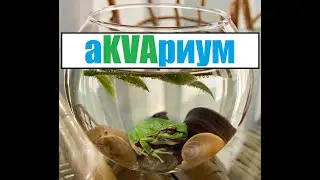Кормление рыбок (Danio margaritatus, Otocinclus sp. feeding)