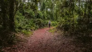 A Relaxing Hike Through the Woods | Timucuan Preserve