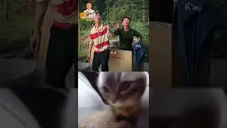 CHIPY CHIPY CHAPA CHAPA. #cat #cats #music #explore #shorts