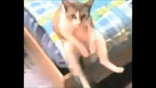 Забавные милые  котята