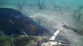 A zander reacts when see Water Wolf camera