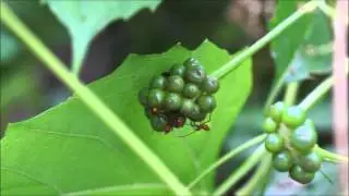 Leaf-footed bug nymphs (