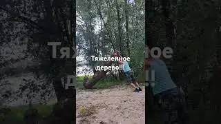Тяжеленный клён!!!!