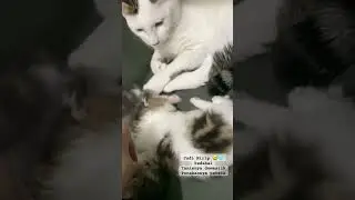 Tante kucing sayang ponakan, si adek bobo dijaga #animals #cat #catlover #kucing #kucinglucu #kitten