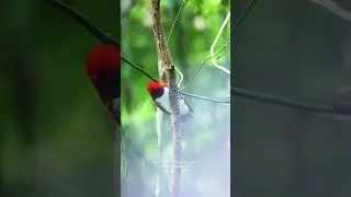 King Bird-of-paradise
